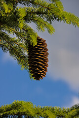 Pine cone on a tree 