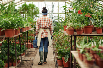 Fototapeta na wymiar Back view long shot of unrecognizable woman working in modern greenhouse carrying watering can
