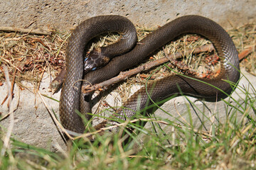 eine Ringelnatter mit blau eingetrübten Augen kurz vor der Häutung