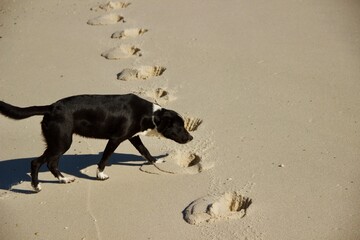 Cachorro vira-lata preto deixando pegadas na areia da praia - Black mutt dog leaving footprints in...