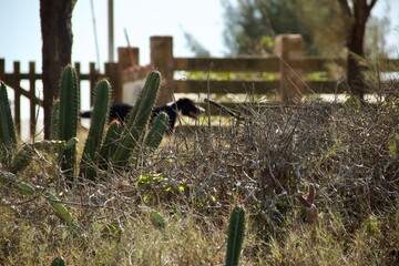 Cachorro vira-lata preto -  black stray dog