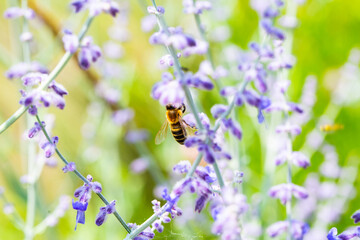 bee on lavendel, flora, nature