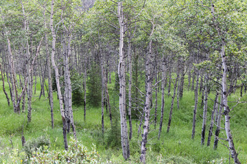 Fototapeta premium Landscape of trees in the forest 