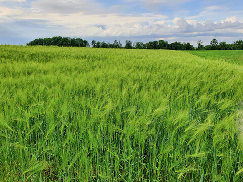Green barley grows in the broad meadow.