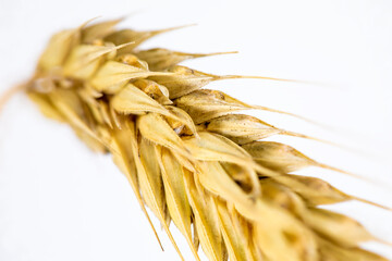Macro close up of a wheat straw on a white background selective focus