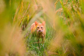 the orange cat walks among the rice plants in the morning sun