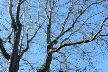 Tree branches against blue sky