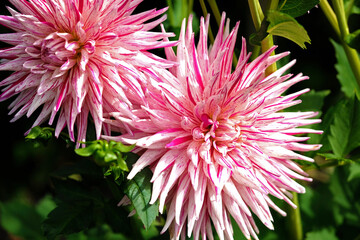 Pink dahlia flower