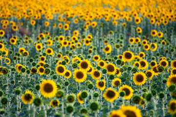 Sunflowers growing in a filed during a summer day.