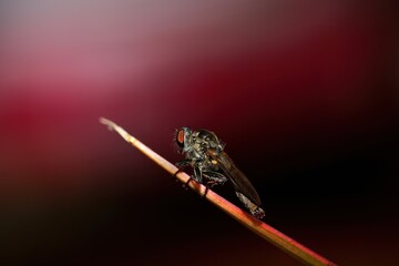 close-up of robber fly on leaf