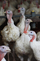 A flock of domestic turkeys on a farm