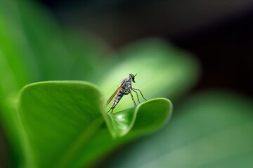 close-up of robber fly on leaf
