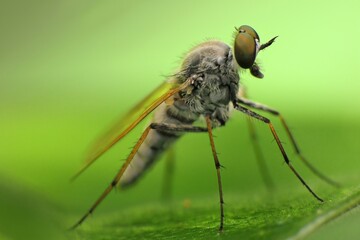 close-up of robber fly on leaf