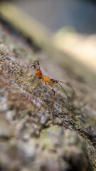 ant on a tree