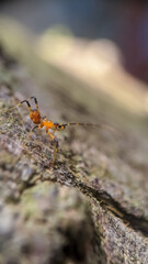 ant on a tree