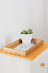 Succulent vase and eyeglasses on mirror tray on the bedroom. Aesthetic minimalist composition.