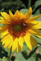 Fototapeta premium Single bee enjoying pollen on a beautiful sunflower