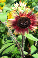 Beautiful Red and Yellow Sunflower