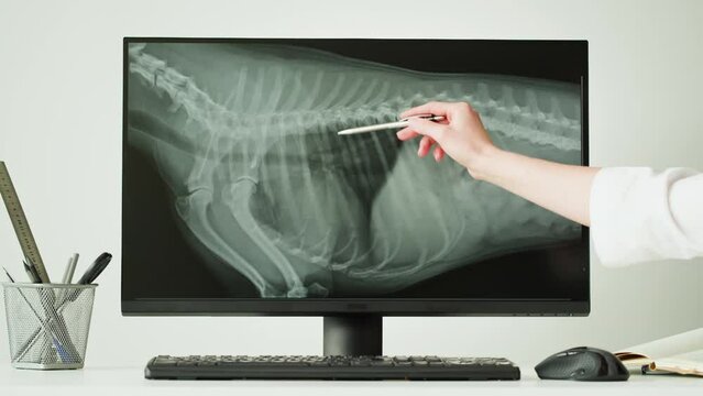 Doctor veterinarian examining horse skeleton roentgen on computer monitor. Woman vet analyzing animal bones x-ray close-up. Healthcare and medicine concept. 