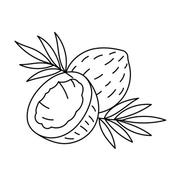 The coconut line icon. Cooking ingredient. Editable stroke size. Nuts sketch illustration.