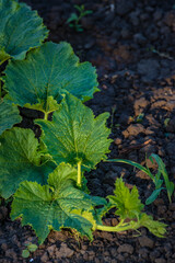 vines of pumpkin leaves  in the Garden  look unique and attractive, morning light