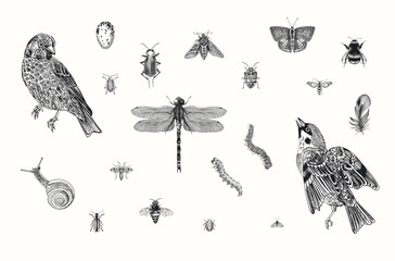 Birds and insects. Set. Vector vintage illustrations. Black and white - 519400326
