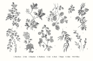 Fototapeta Leaves of the trees. Set. Vector vintage illustration. Black and white obraz