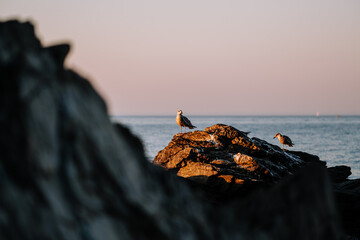 Bird on a rock