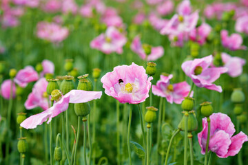 Panorama of a field of rose corn poppy. Beautiful landscape view on summer meadow. Germany.