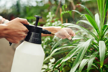 Unrecognizable female orangery worker taking care of plants spraying leaves with fresh water