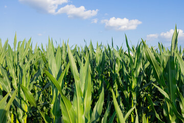 Agricultural land of a green corn farm against the evening blue sky. Corn stalks close up. Cultivated fields. Wallpaper. Minimalist landscape. The beauty of the earth.