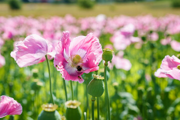 Panorama of a field of rose corn poppy. Beautiful landscape view on summer meadow. Germany.