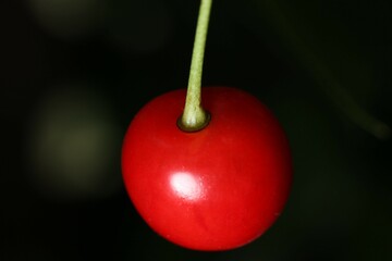 red cherry on a dark background close-up