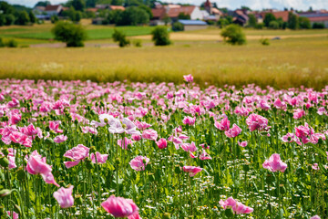 Panorama of a field of rose corn poppy. Beautiful landscape view on summer meadow. Germany.