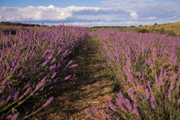 Fototapeta na wymiar Sunset over purple lavender field. Lavender fields.