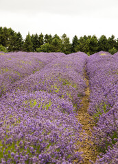 Rows Of Cotswold Lavender In The Fields At Snowshill, Worcestershire