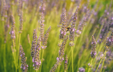 Bumblebee looking for nectar of lavender flower.
