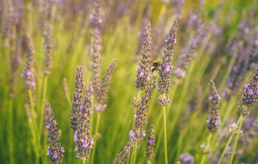 Fototapeta premium Bumblebee looking for nectar of lavender flower.
