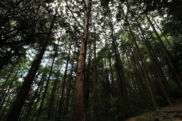 夏の筑波山の登山