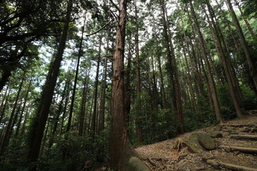 夏の筑波山の登山