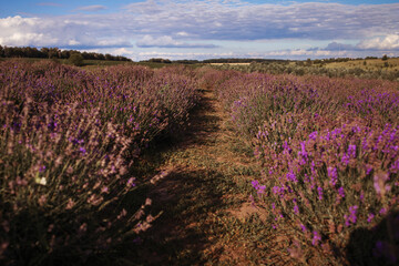 Obraz na płótnie Canvas Sunset over purple lavender field. Lavender fields.