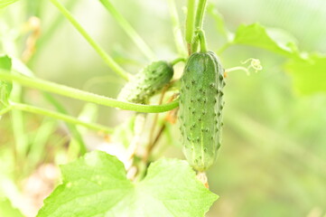 a bed of cucumbers. Ripe green cucumbers in the garden. Growing cucumbers in open beds near the house. Independent farming. Home agribusiness.