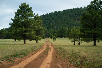 Fototapeta na wymiar Flagstaff Off Road Dirt Road Trees