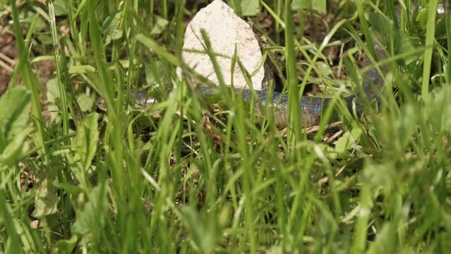 Close up video of little snake moving trough green grass.