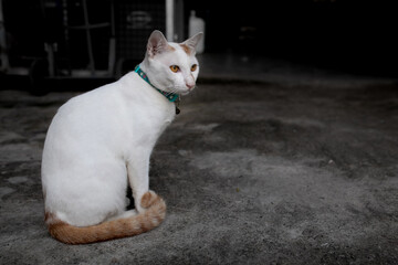 white cat on a floor with copy space. Cat at home. Pussycat.