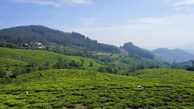 Beautiful tea garden or tea estates from Ooty. Lush greenery Landscape photograph of Nilgiri
