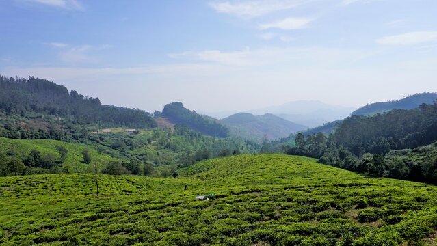 Beautiful tea garden or tea estates from Ooty. Lush greenery Landscape photograph of Nilgiri