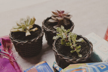 little vases of green plants