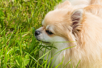 Pomeranian sits in the grass. Spitz on a walk in the park