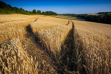 Wheat field under blue sky. Rich harvest theme. Rural landscape with ripe golden wheat. The global...